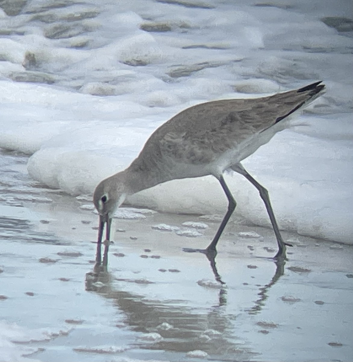 ハジロオオシギ（inornata） - ML645619888