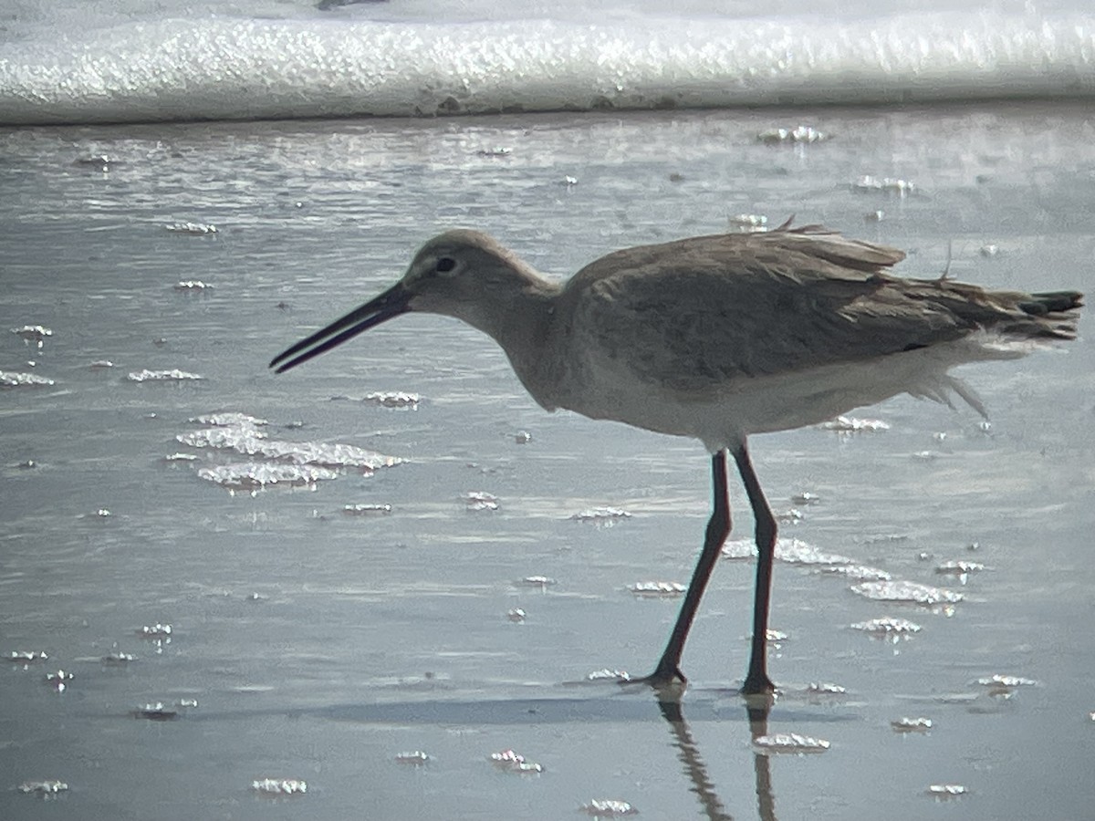 ハジロオオシギ（inornata） - ML645619889