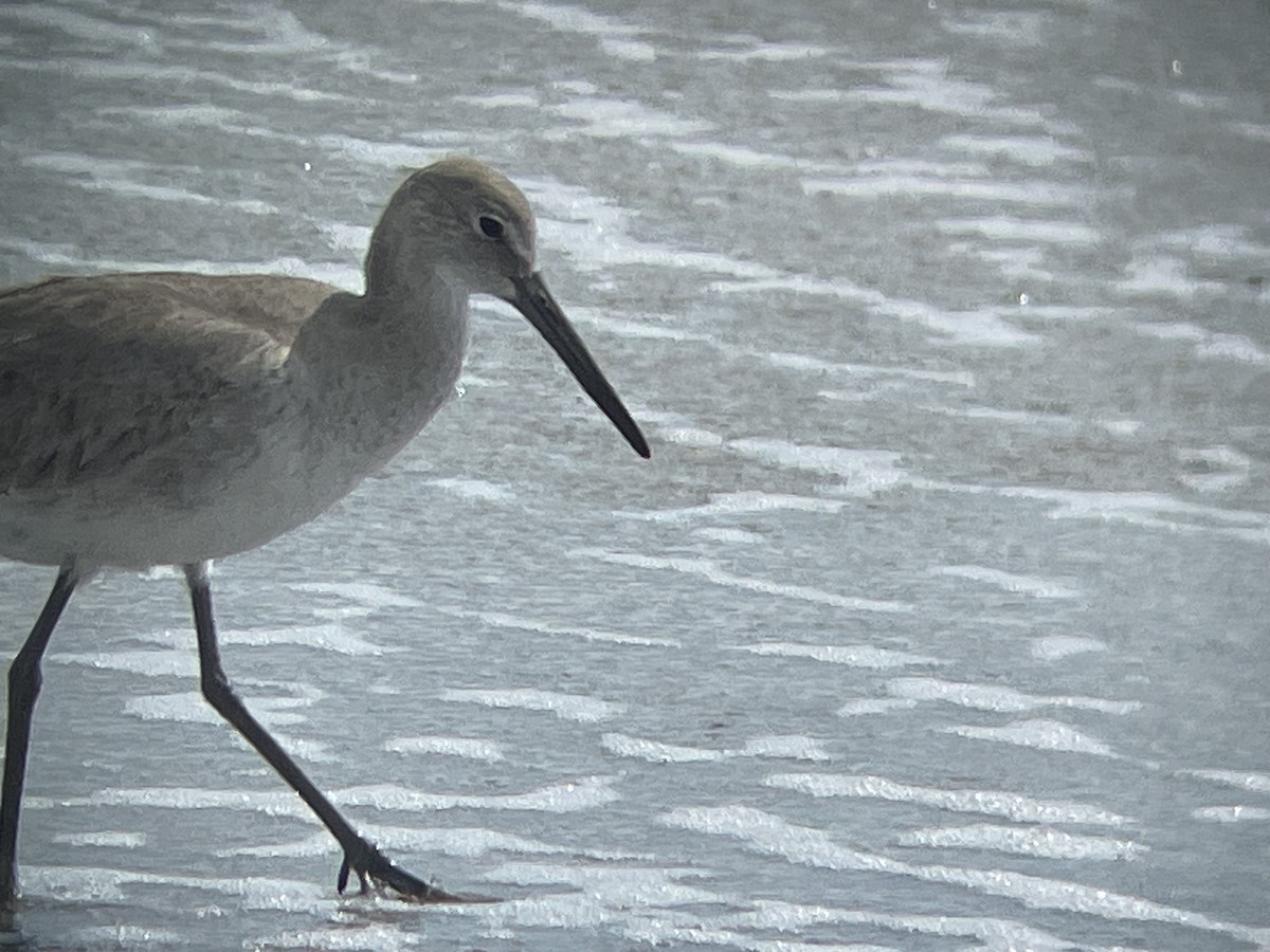 ハジロオオシギ（inornata） - ML645619890