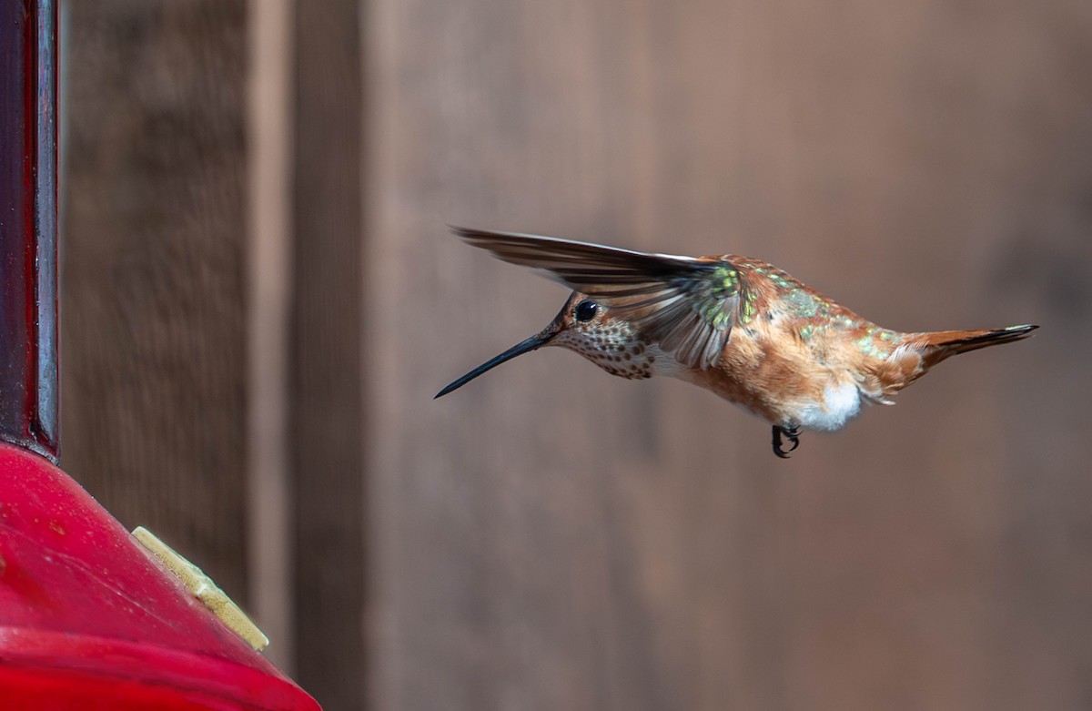 Rufous Hummingbird - ML645619892