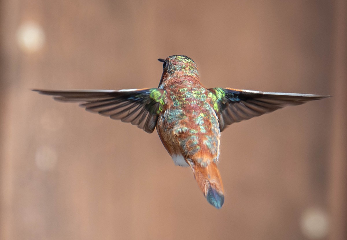 Rufous Hummingbird - ML645619893