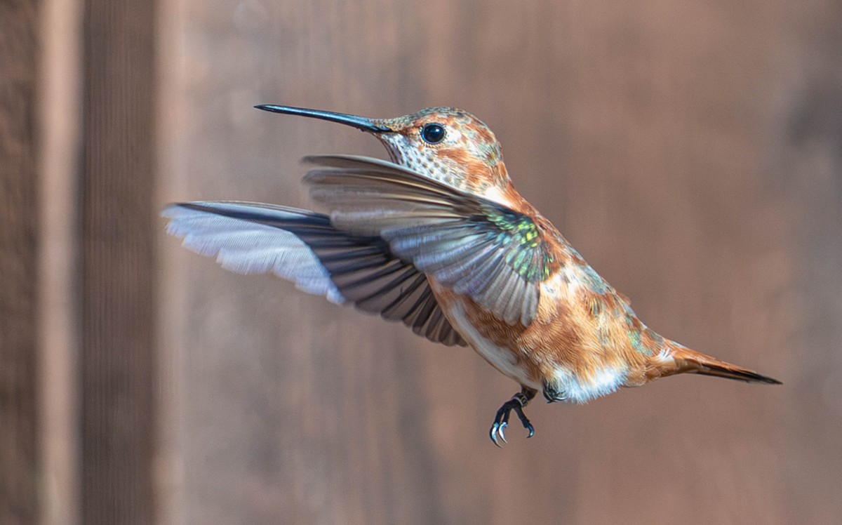 Rufous Hummingbird - ML645619894