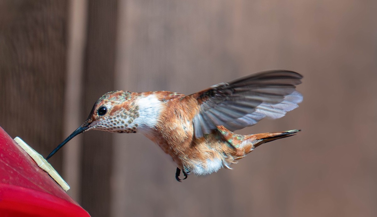 Rufous Hummingbird - ML645619895