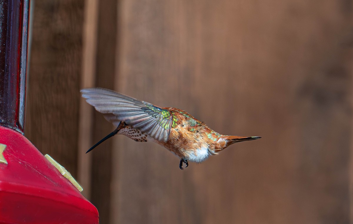 Rufous Hummingbird - ML645619896
