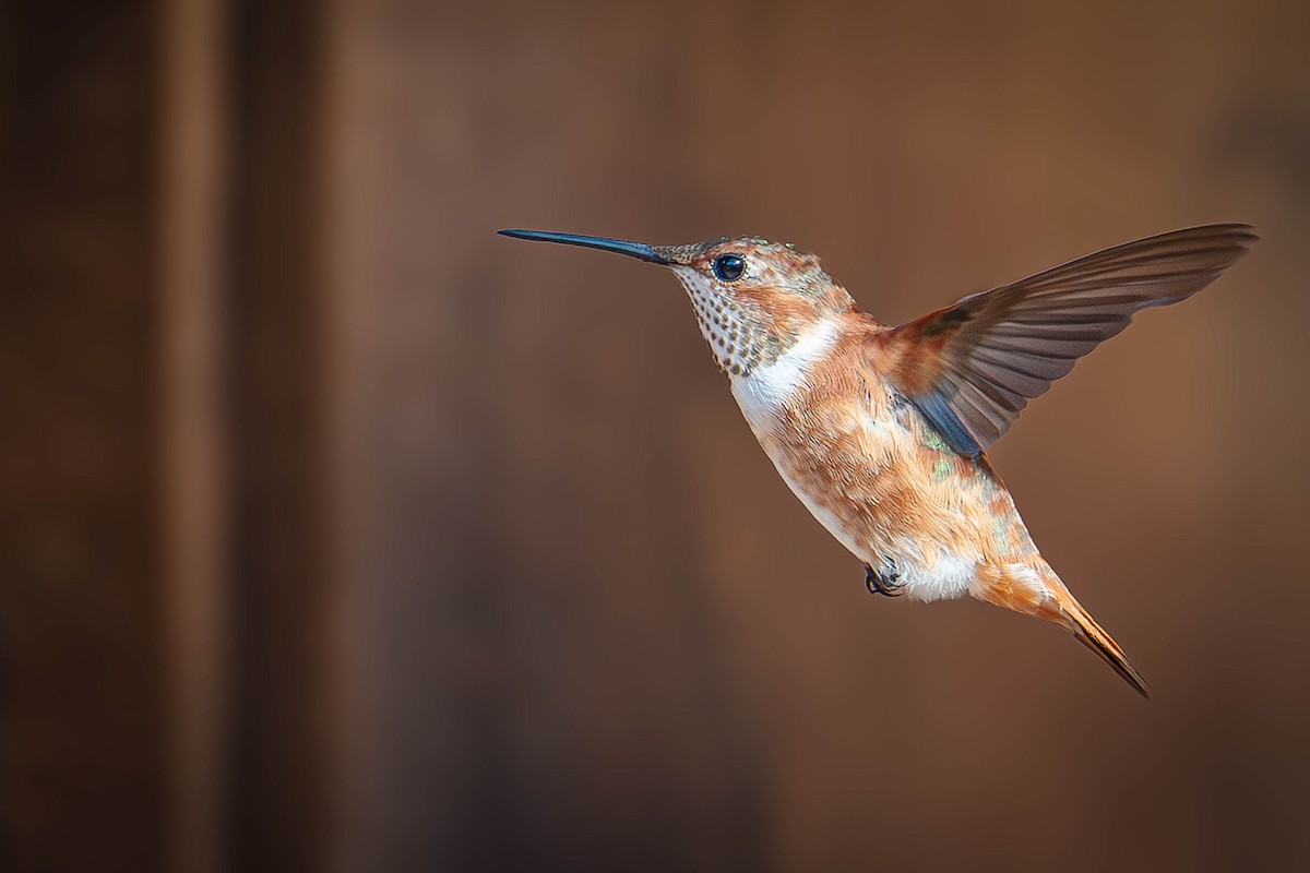 Rufous Hummingbird - ML645619897