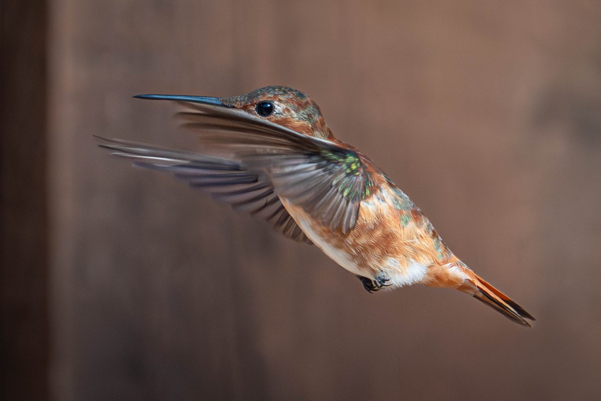 Rufous Hummingbird - ML645619898