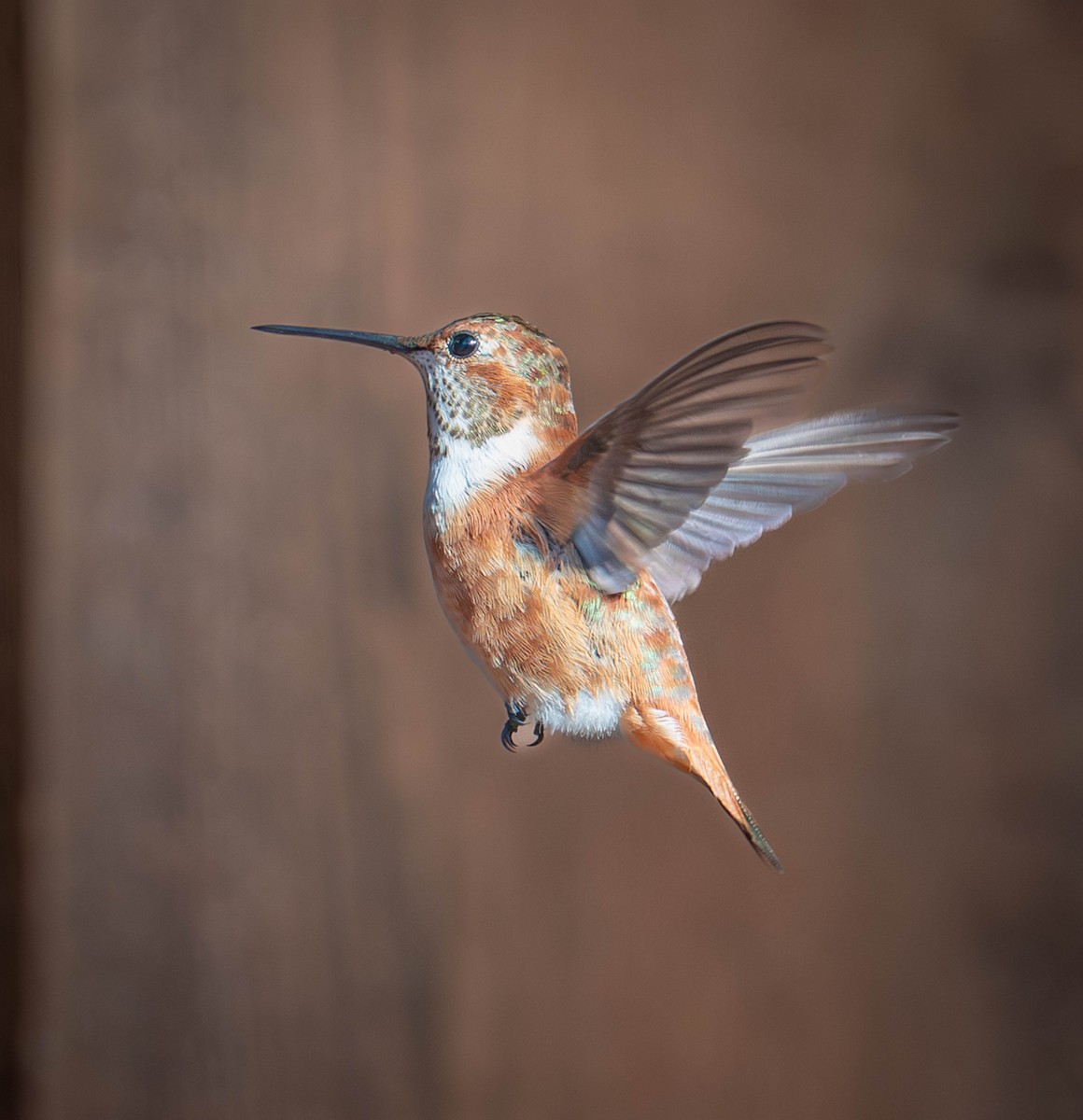 Rufous Hummingbird - ML645619899