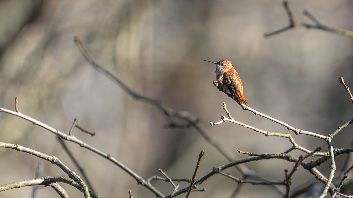 Rufous Hummingbird - ML645619900