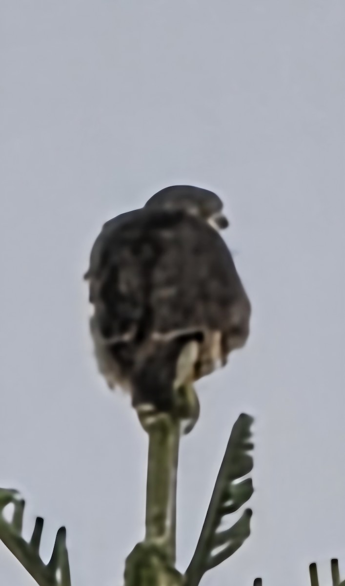 Merlin - ML645619901