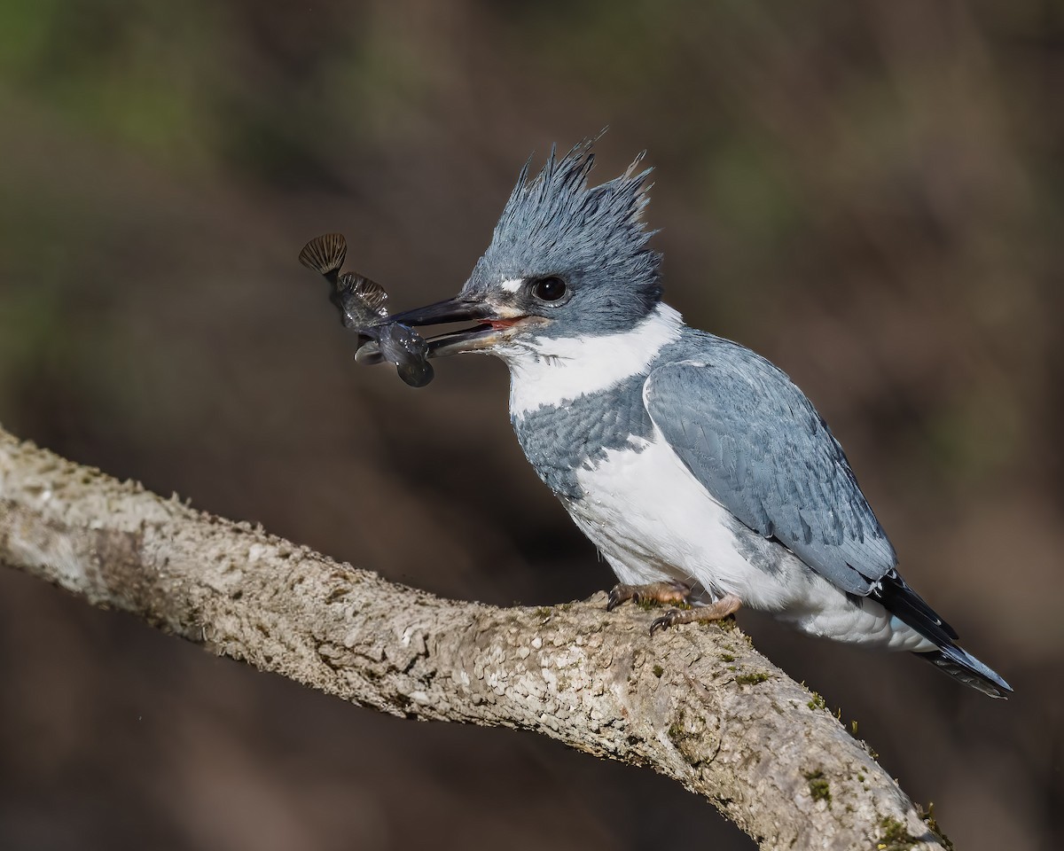 アメリカヤマセミ - ML645619903