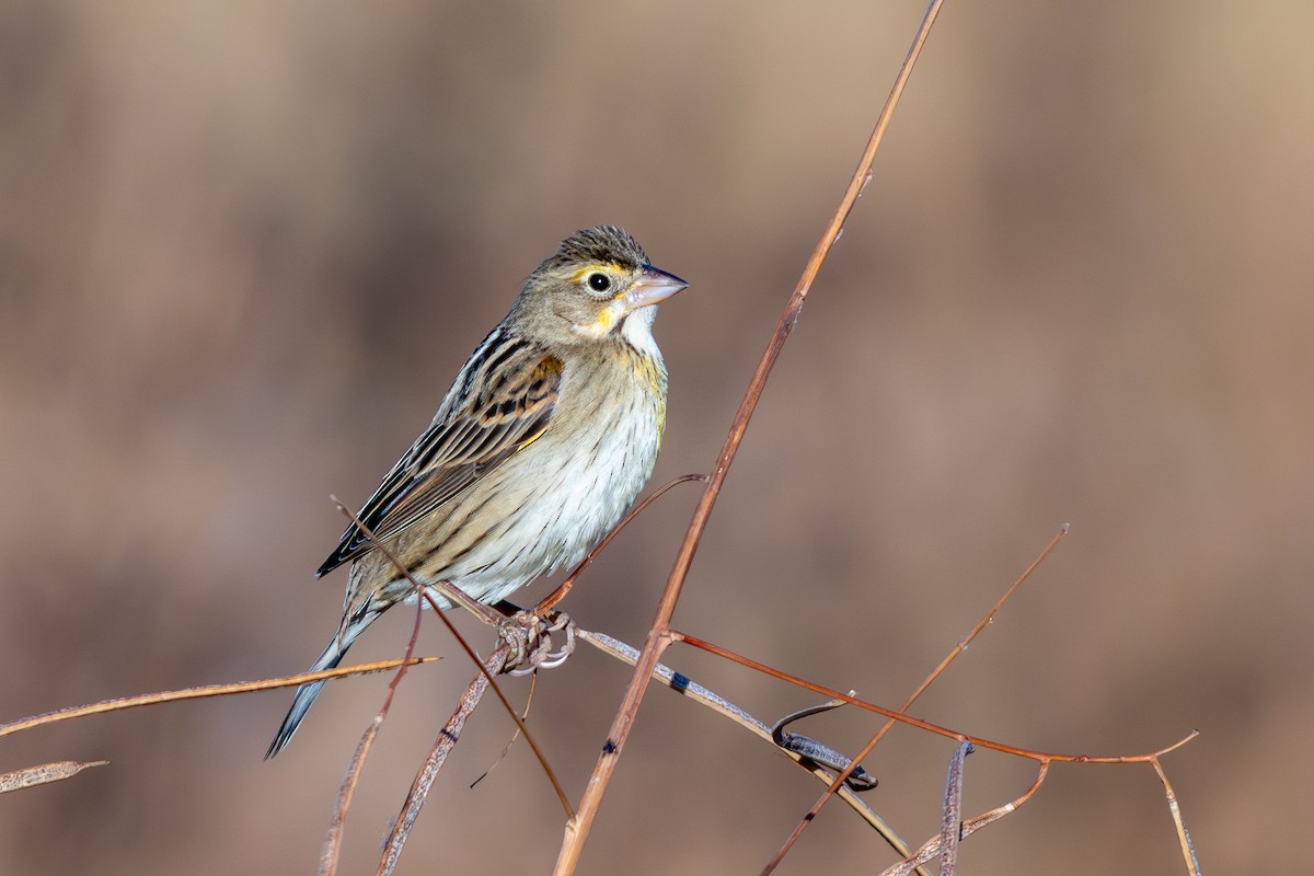 Dickcissel - ML645619910