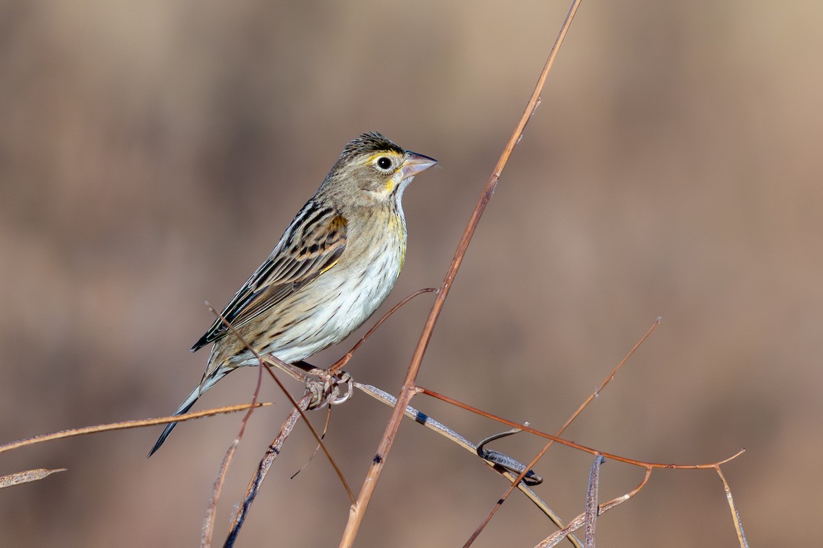Dickcissel - ML645619911
