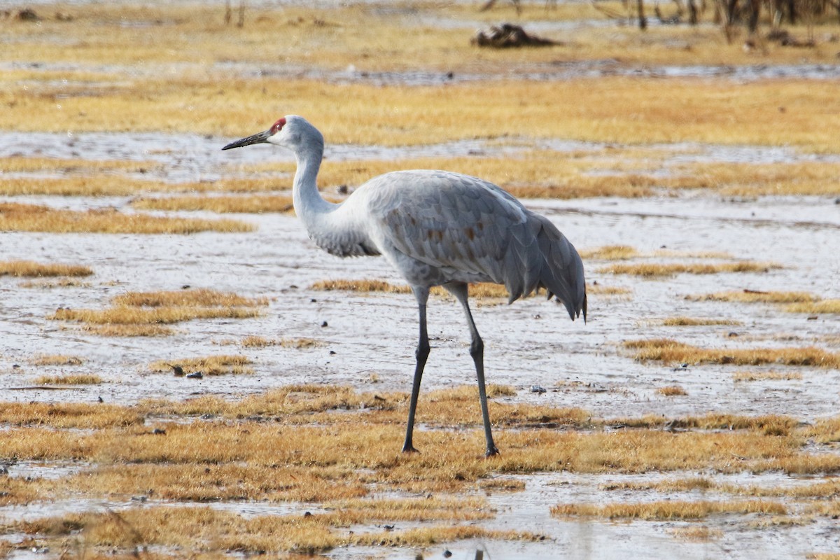 jeřáb kanadský - ML645619915
