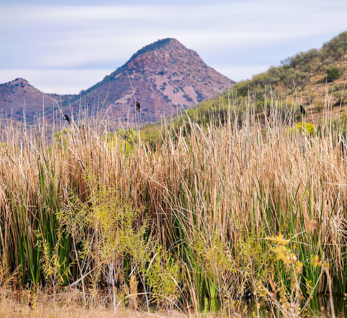 ハゴロモガラス - ML645619925