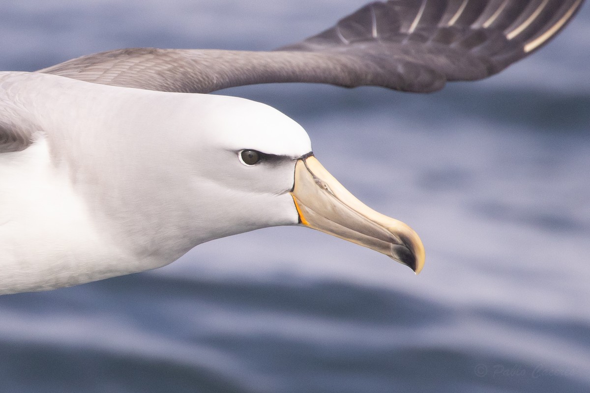 Salvin's Albatross - ML645619928