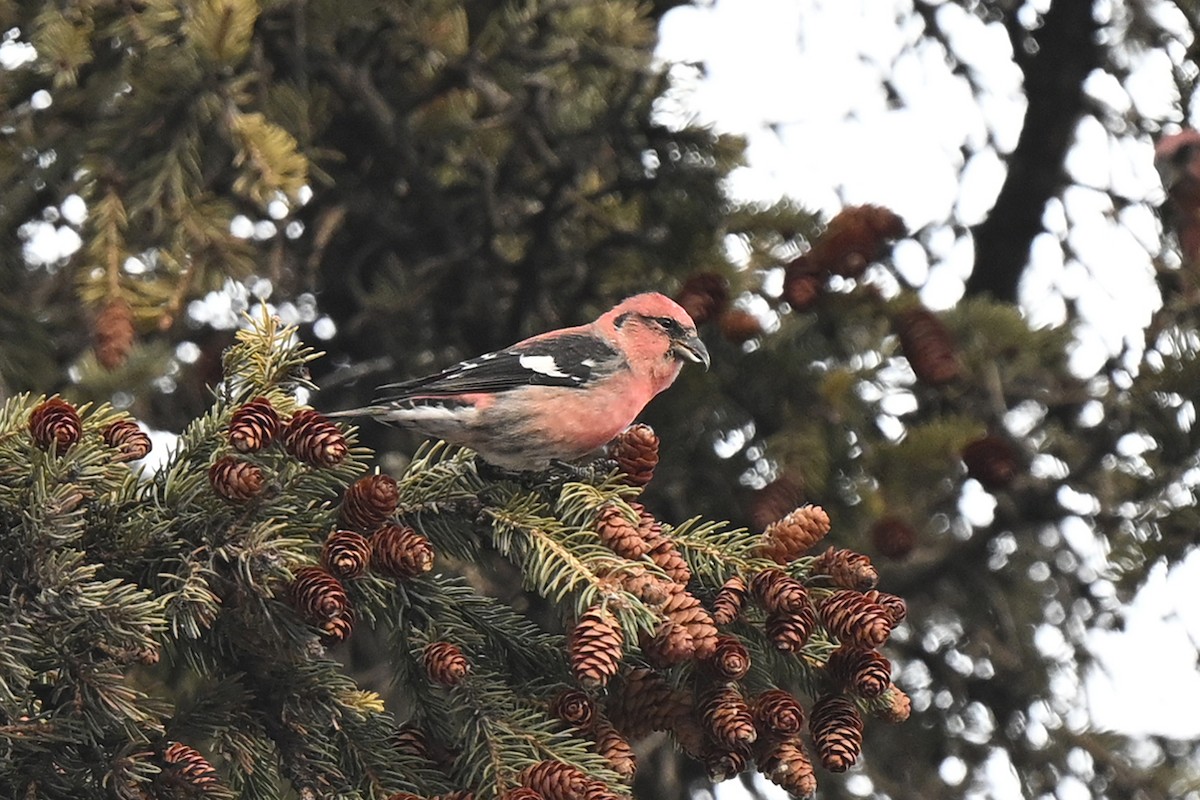 båndkorsnebb - ML645619940