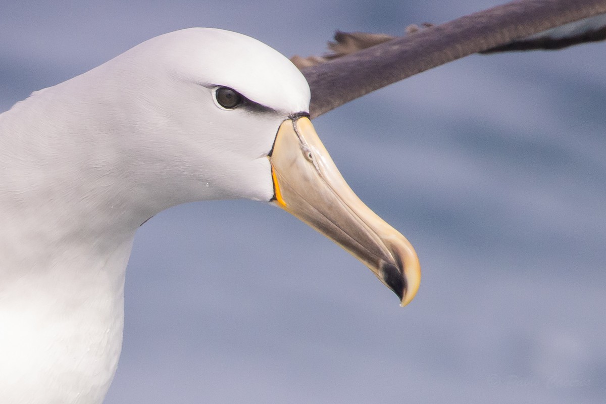 Salvin's Albatross - ML645619942