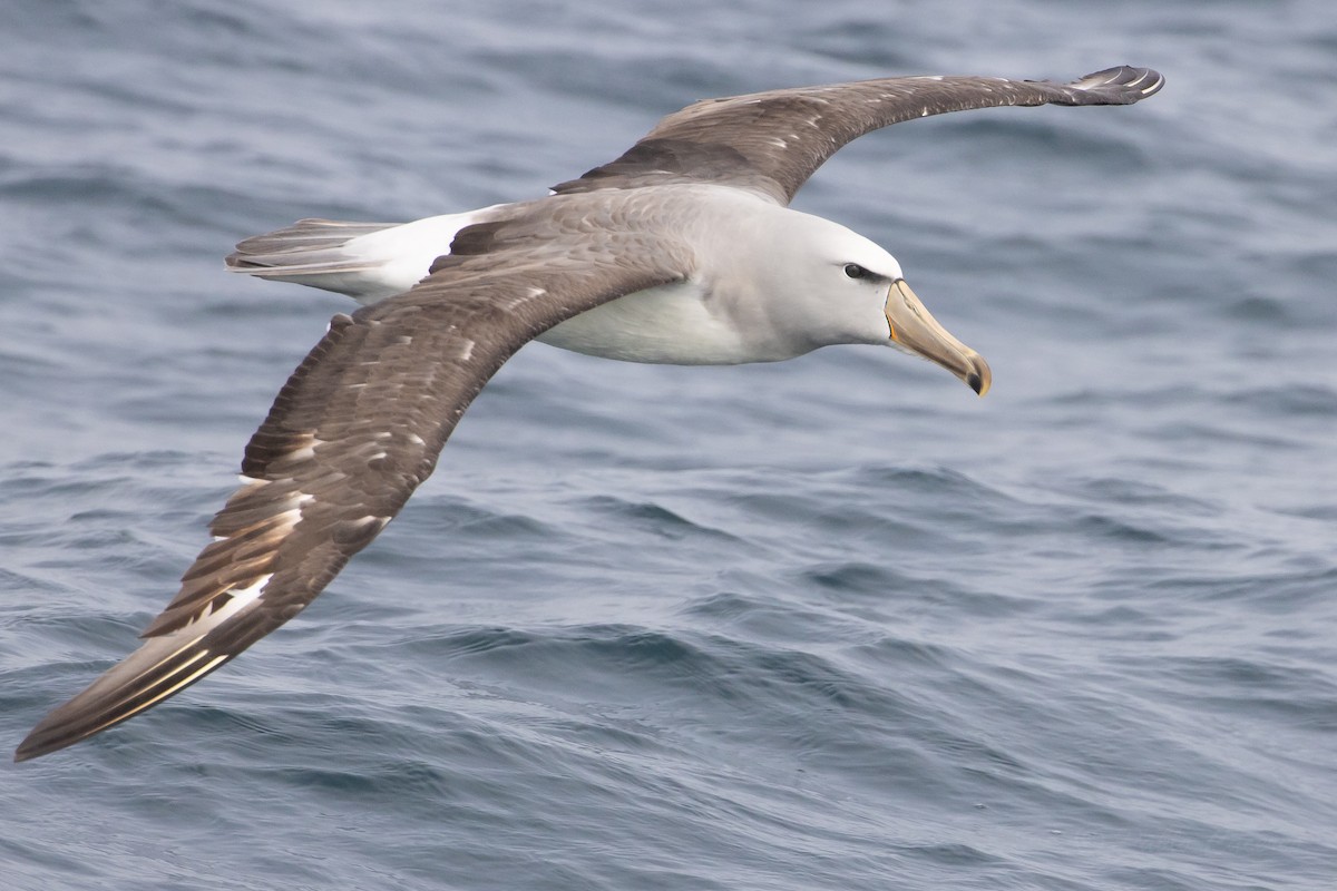 Salvin's Albatross - ML645619946