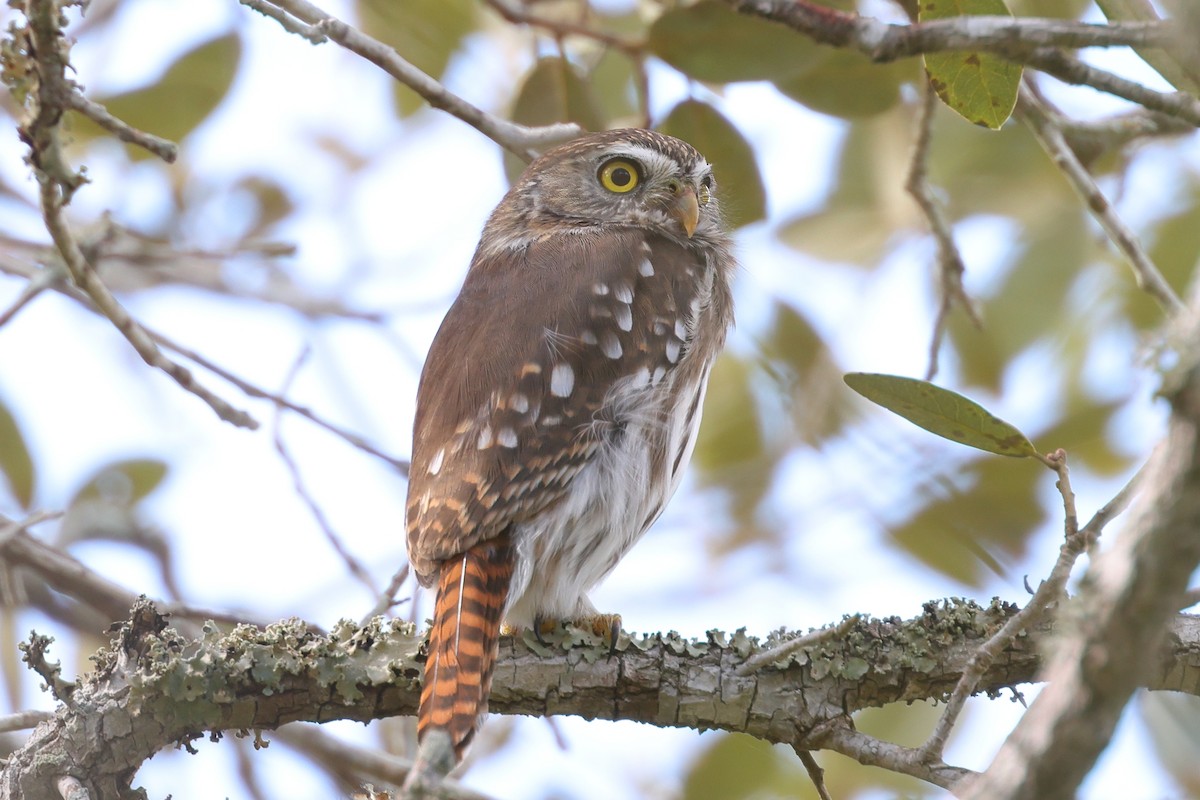 Ferruginous Pygmy-Owl - ML645619947