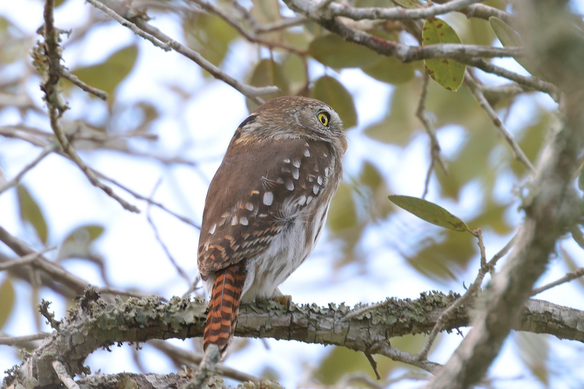 Ferruginous Pygmy-Owl - ML645619948