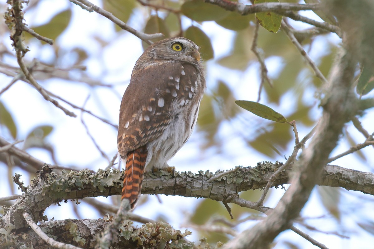 Ferruginous Pygmy-Owl - ML645619949