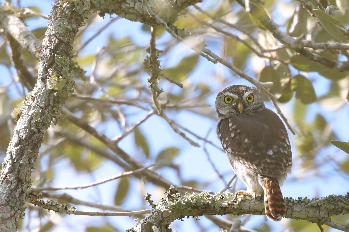 Ferruginous Pygmy-Owl - ML645619950