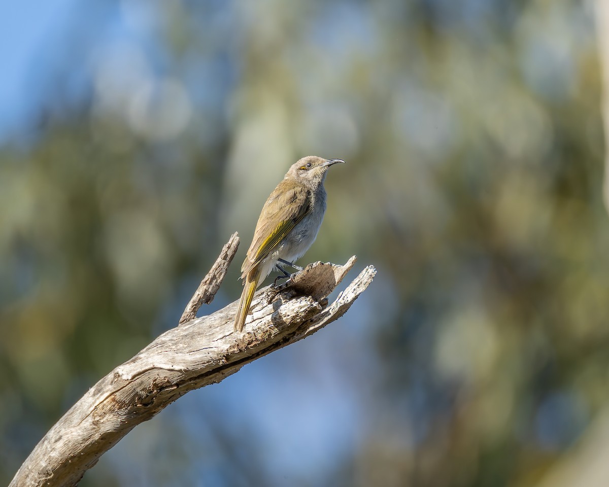 Brown Honeyeater - ML645619951