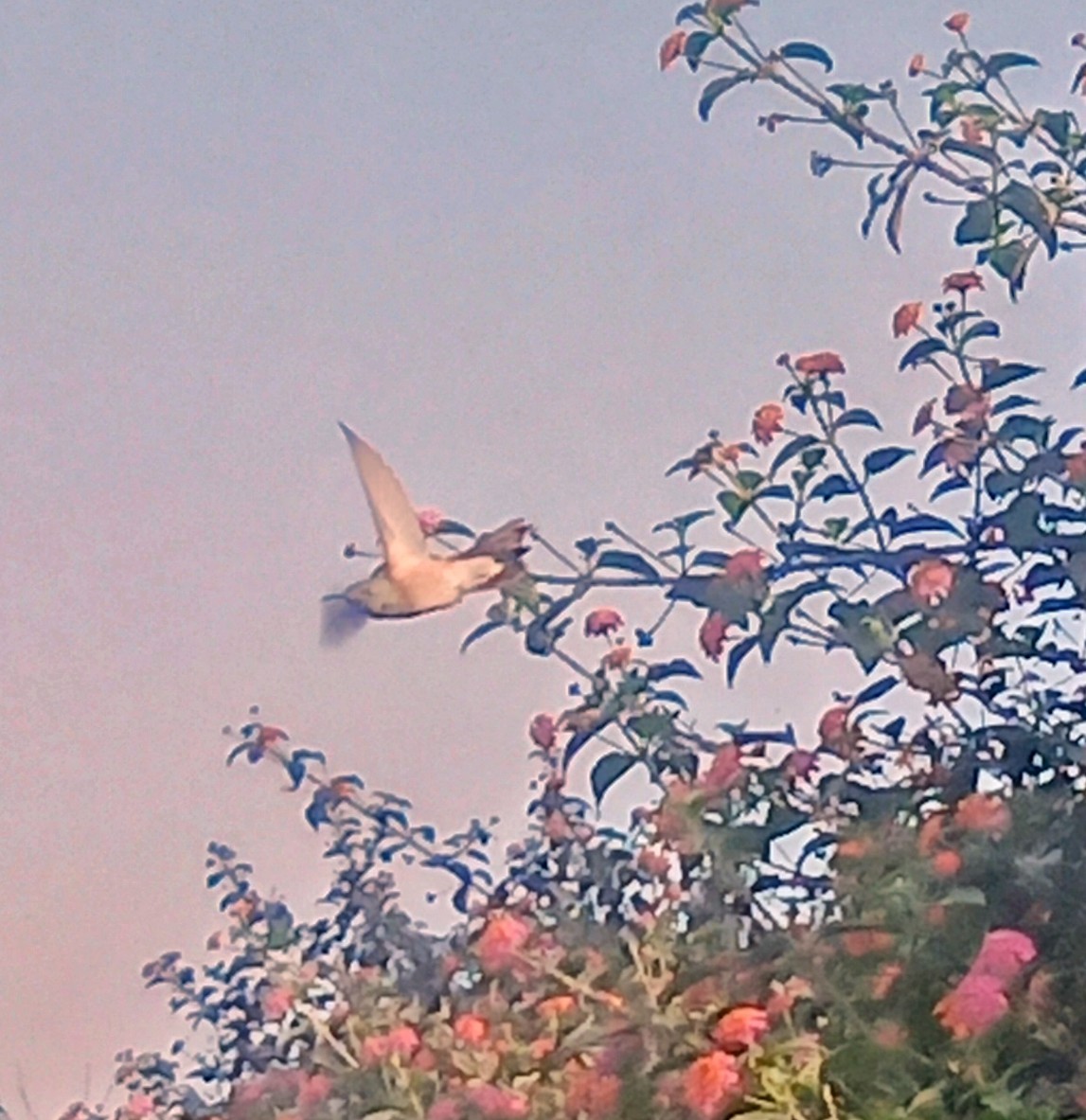 Amazilia Hummingbird - ML645619954