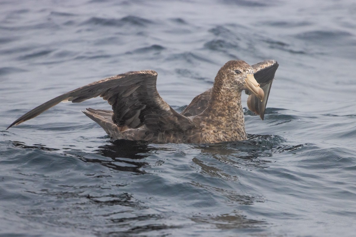 Northern Giant-Petrel - ML645619955
