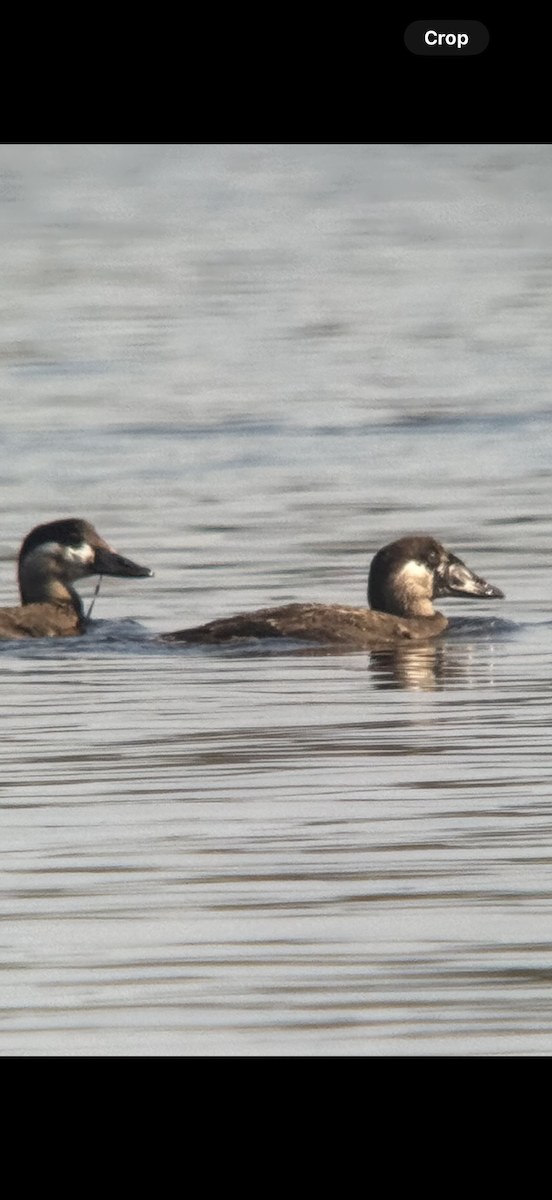 Surf Scoter - ML645619956