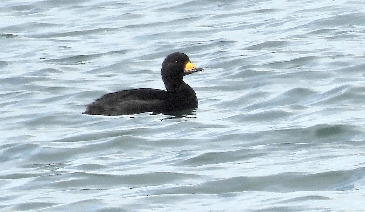 turpan žlutozobý - ML645619957