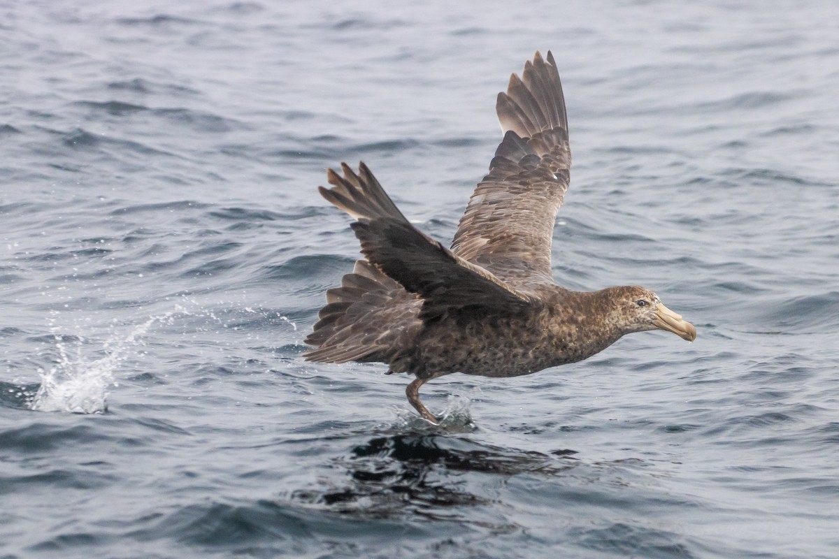 Northern Giant-Petrel - ML645619958