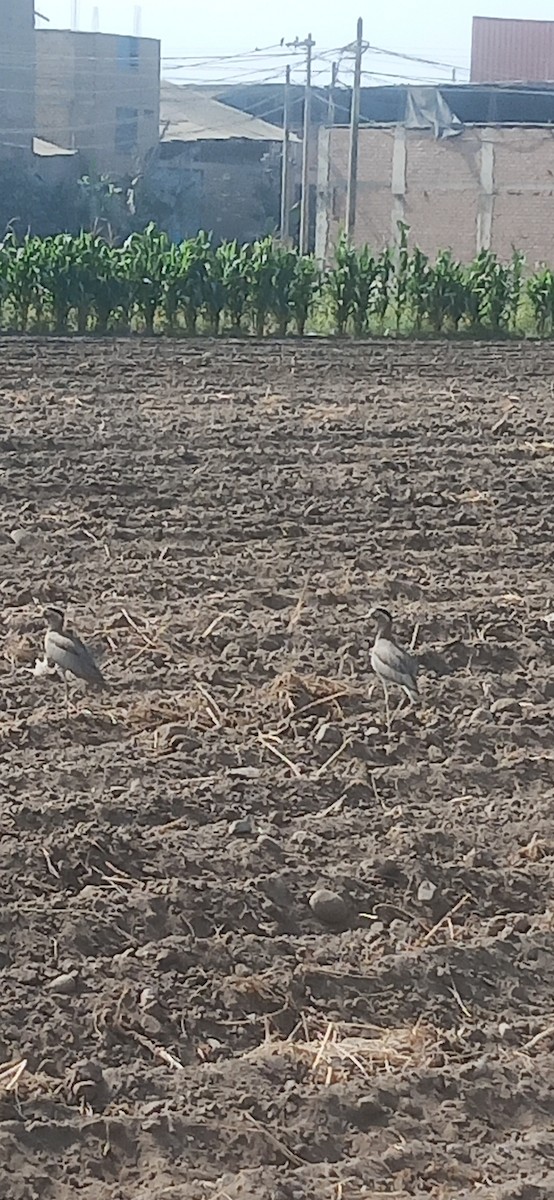Peruvian Thick-knee - ML645619959