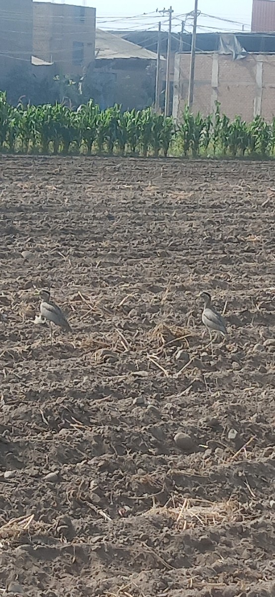 Peruvian Thick-knee - ML645619960