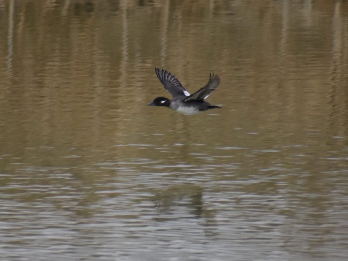 Bufflehead - ML645619964