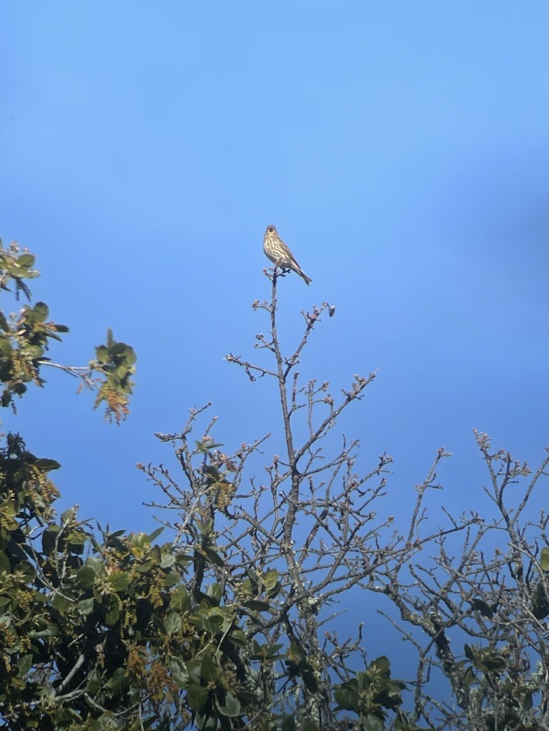 Purple Finch - ML645619969