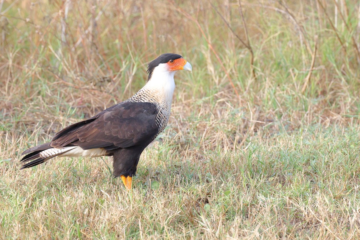 Crested Caracara - ML645619970