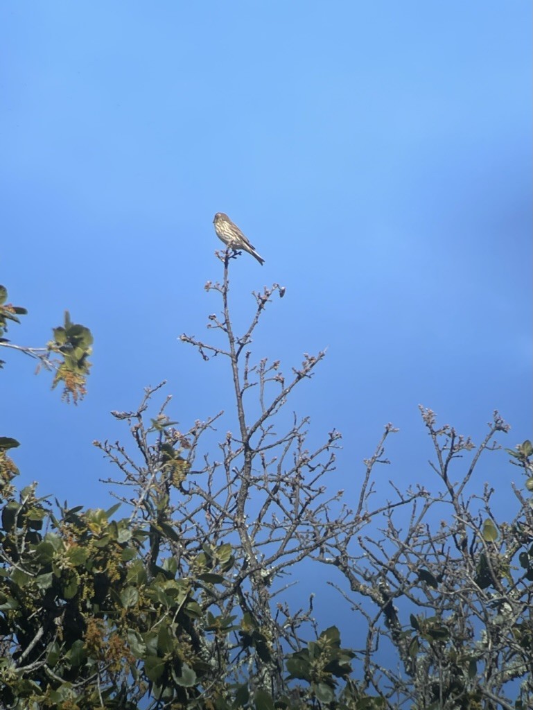 Purple Finch - ML645619971