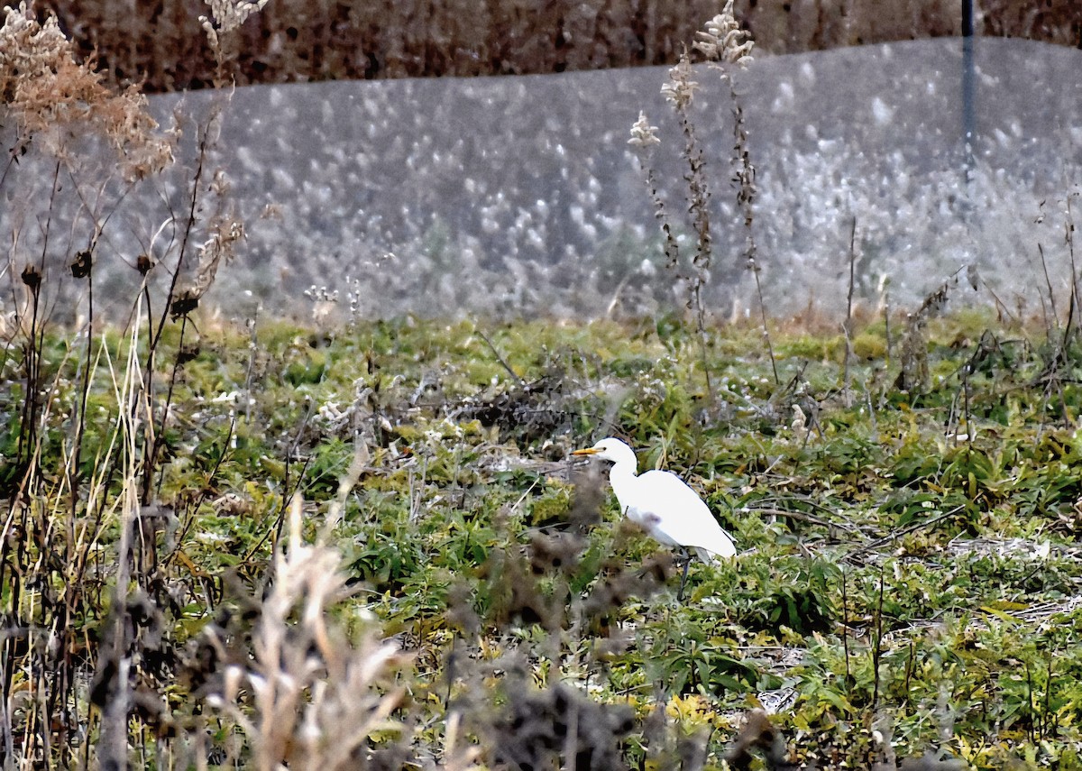 Western Cattle-Egret - ML645619972