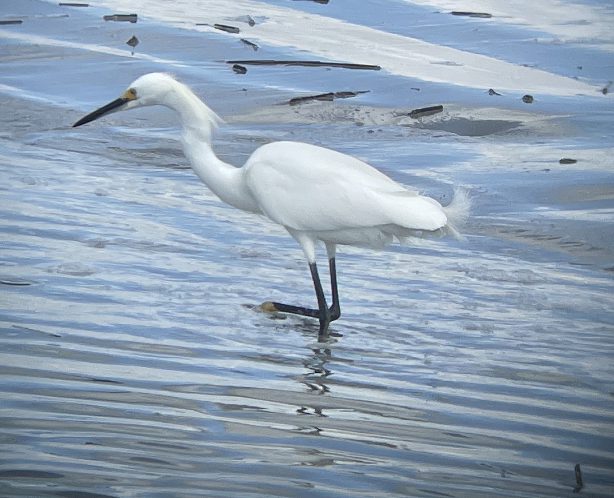 ユキコサギ - ML645619986