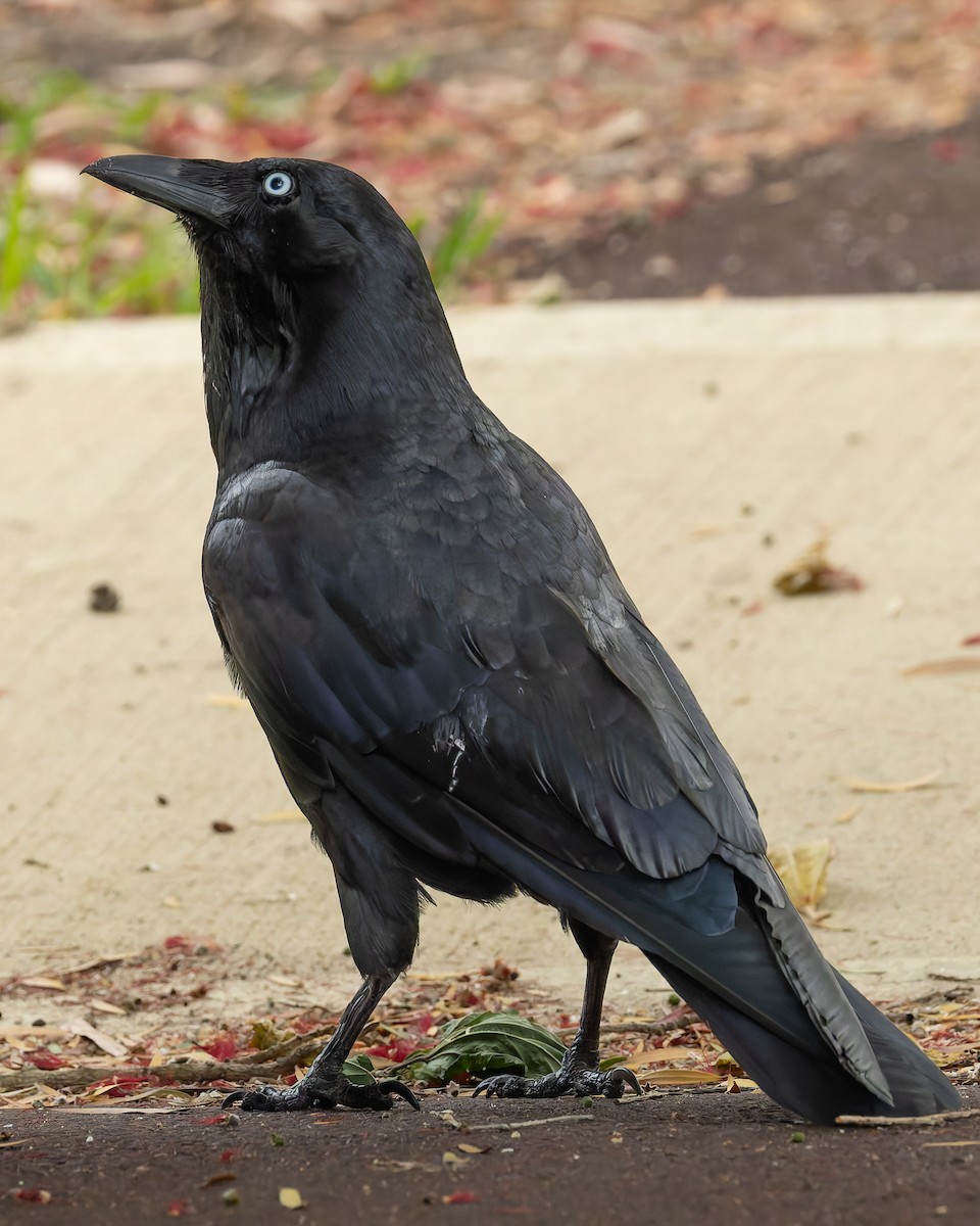 Australian Raven - ML645619998