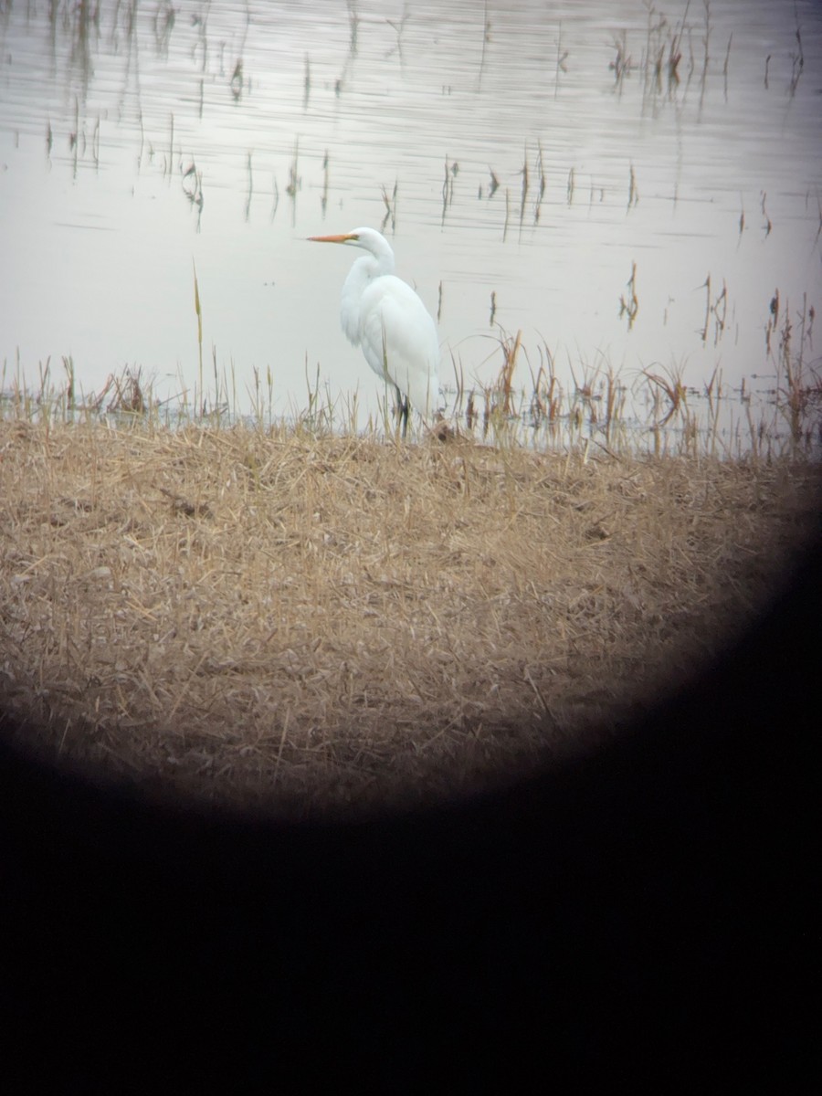Great Egret - ML645620003