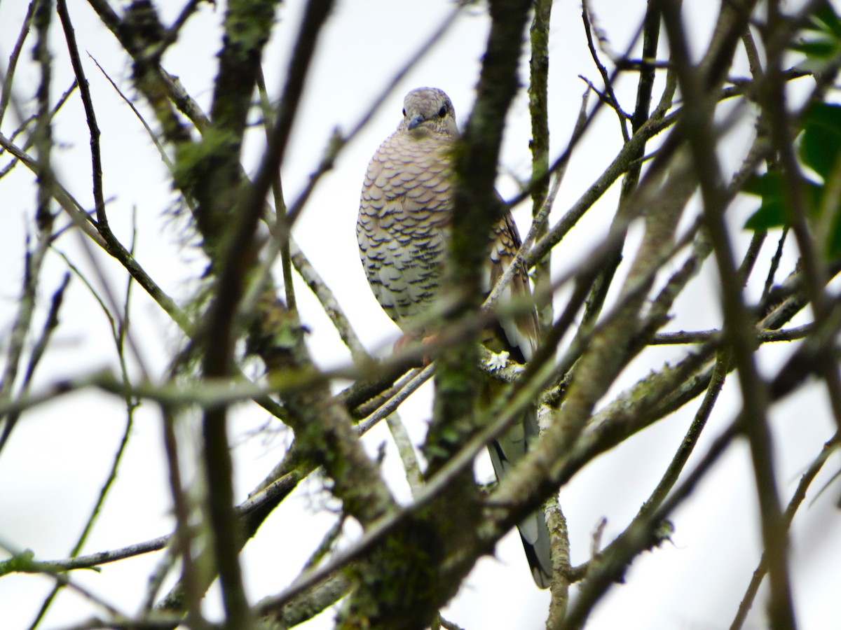 Scaled Dove - ML645620004