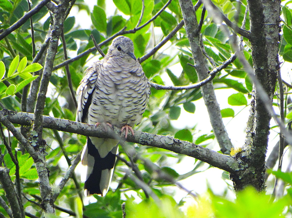 Scaled Dove - ML645620005