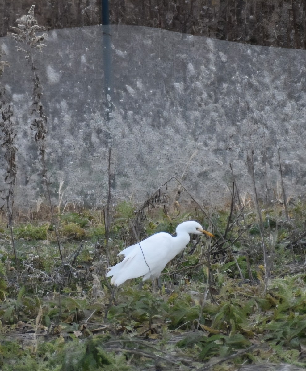 Western Cattle-Egret - ML645620006