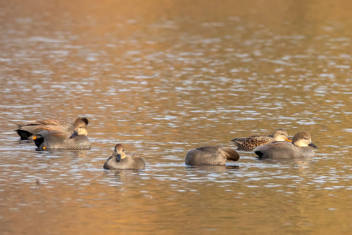 Gadwall - ML645620009