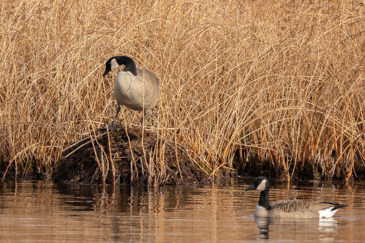Canada Goose - ML645620018