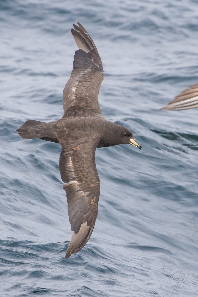 Westland Petrel - ML645620024