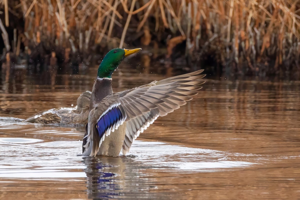 Mallard - ML645620026