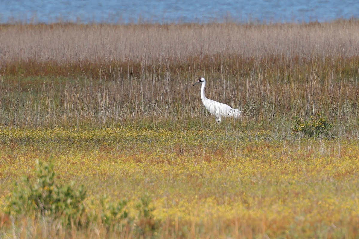 Whooping Crane - ML645620027